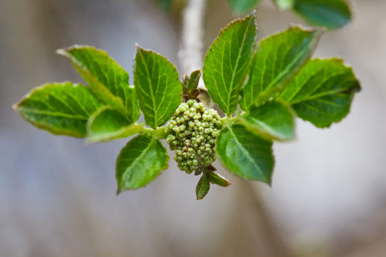 Knospen am Flieder Daraus entstehen schönen Blüten