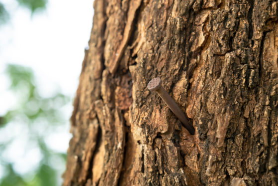 Essigessenz Baum