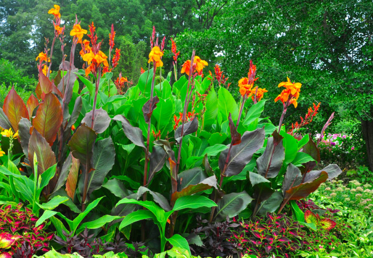 Canna So behandeln Sie den Samen vor der Aussaat richtig
