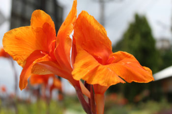 Canna Ist die schöne Pflanze eigentlich winterhart?