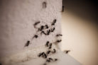 ameisen-im-mauerwerk