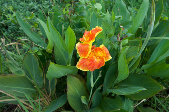 Canna Knollen überwintern So machen Sie es richtig