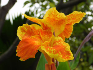 Canna Knolle So überwintern und pflanzen Sie das Rhizom richtig