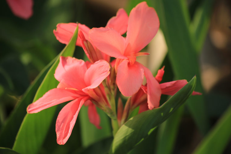 Canna vortreiben Das ist die richtige