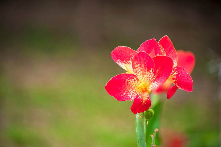 Canna vortreiben - Das ist die richtige Vorgehensweise