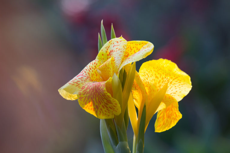 39+ Canna Pflanze Vortreiben, Insbesondere für die bepflanzung von