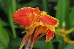 Canna vortreiben Das ist die richtige