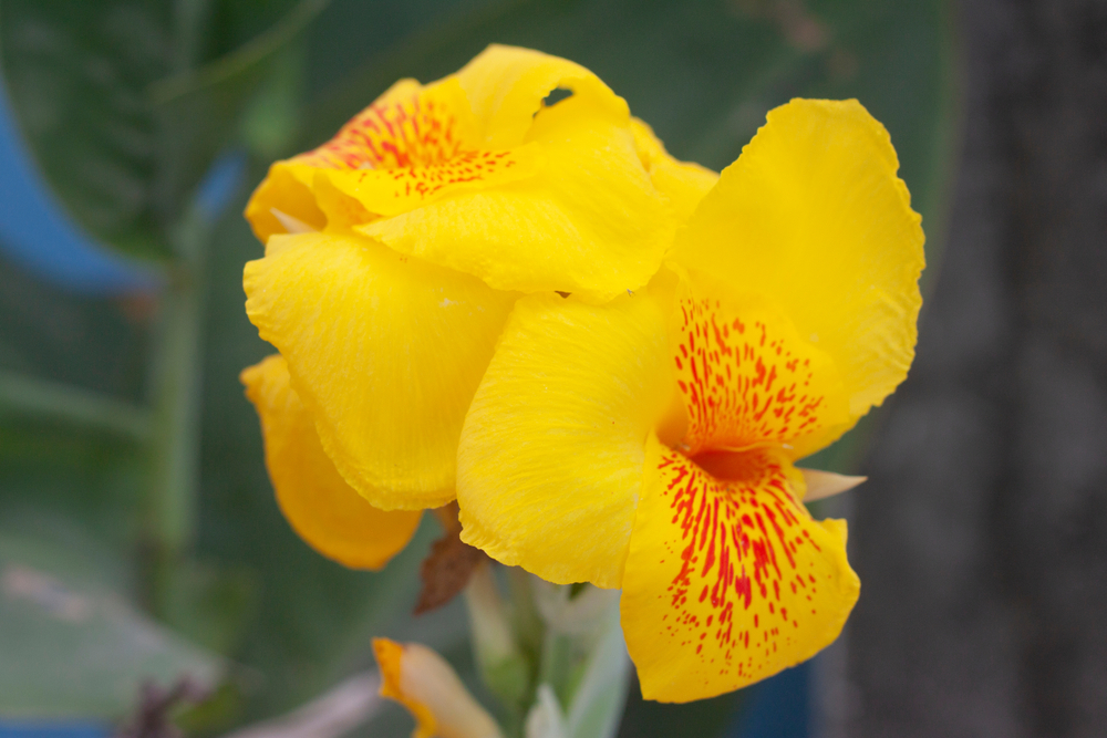 36+ Canna Pflanzen Anleitung, Der erste schritt für einen