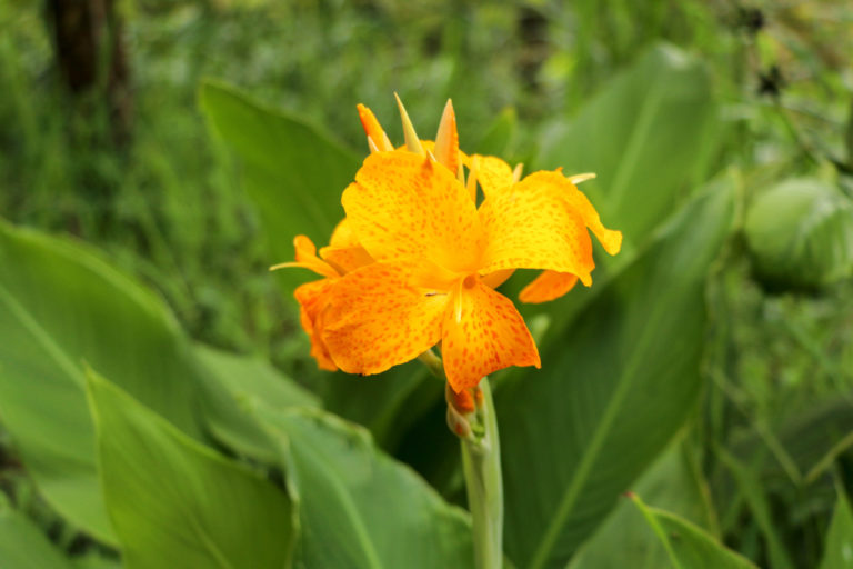 Canna So vielfältig ist die schöne Blüte dieser Pflanze