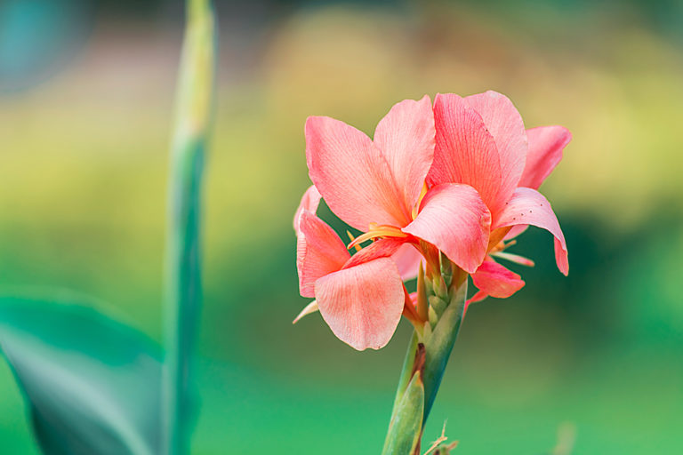 Canna düngen So finden Sie den optimalen Zeitpunkt
