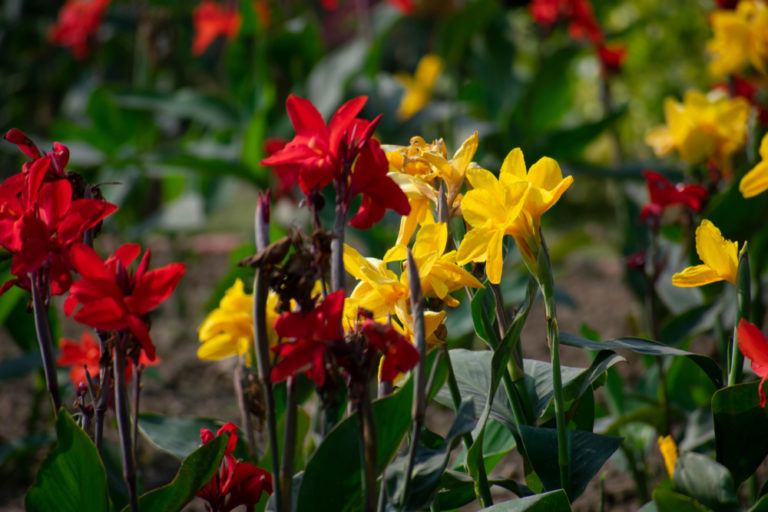 59+ Canna Pflanze Einpflanzen, Die canna, auch indisches blumenrohr