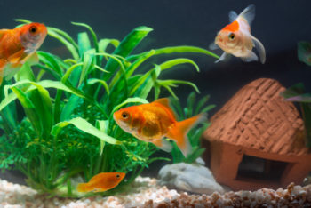 Kaltwasserfische für das Aquarium - Diese Sorten sind geeignet