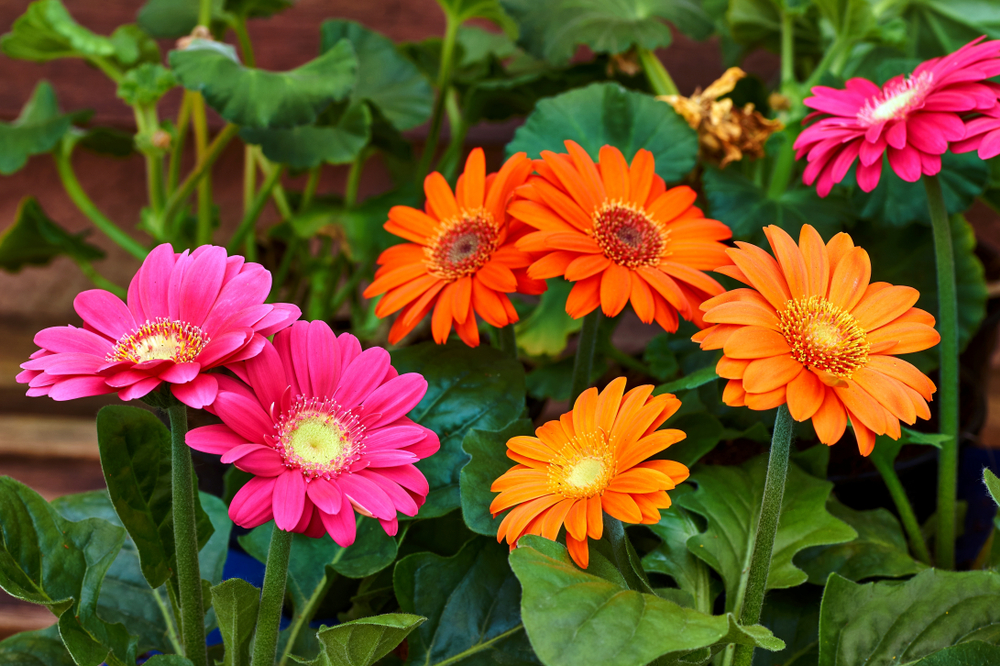 Gerbera Pflege Draussen