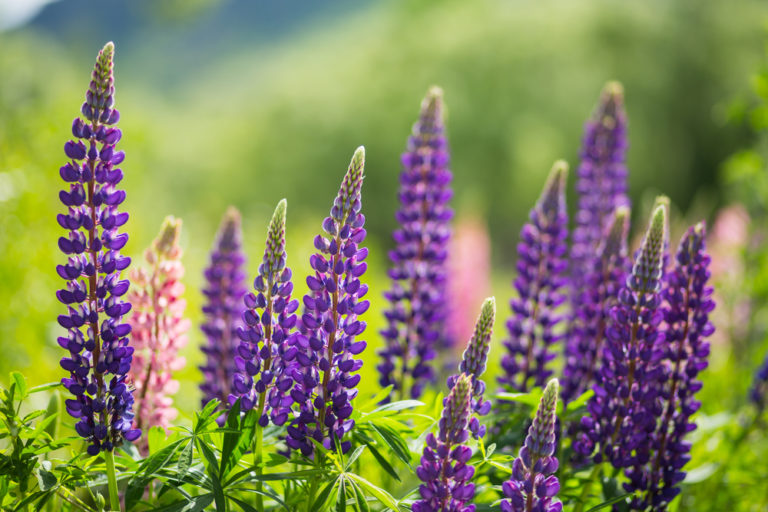 Lupine säen Mit diesen Ratschlägen gelingt es Ihnen