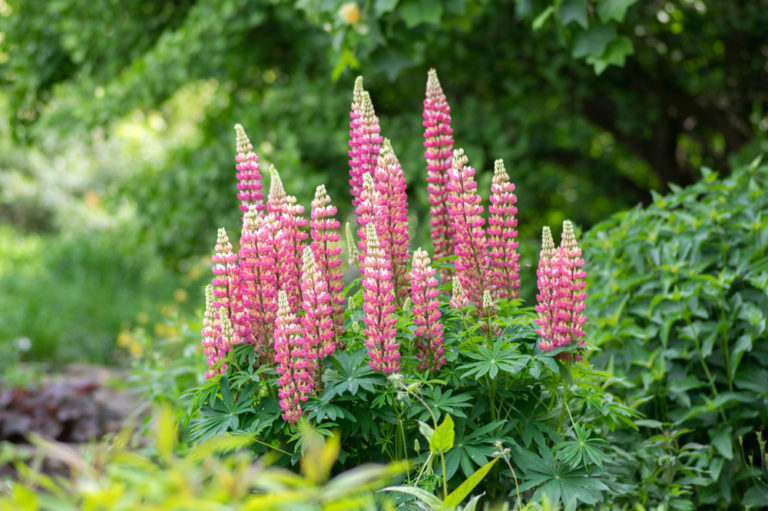 Lupine Wann beginnt und endet die Blütezeit bei dieser Pflanze?