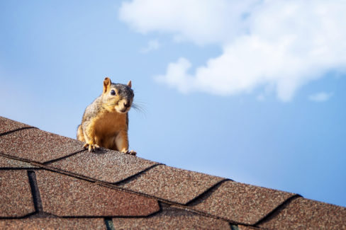 Eichhornchen Auf Dem Dachboden So Werden Sie Die Tiere Wieder Los