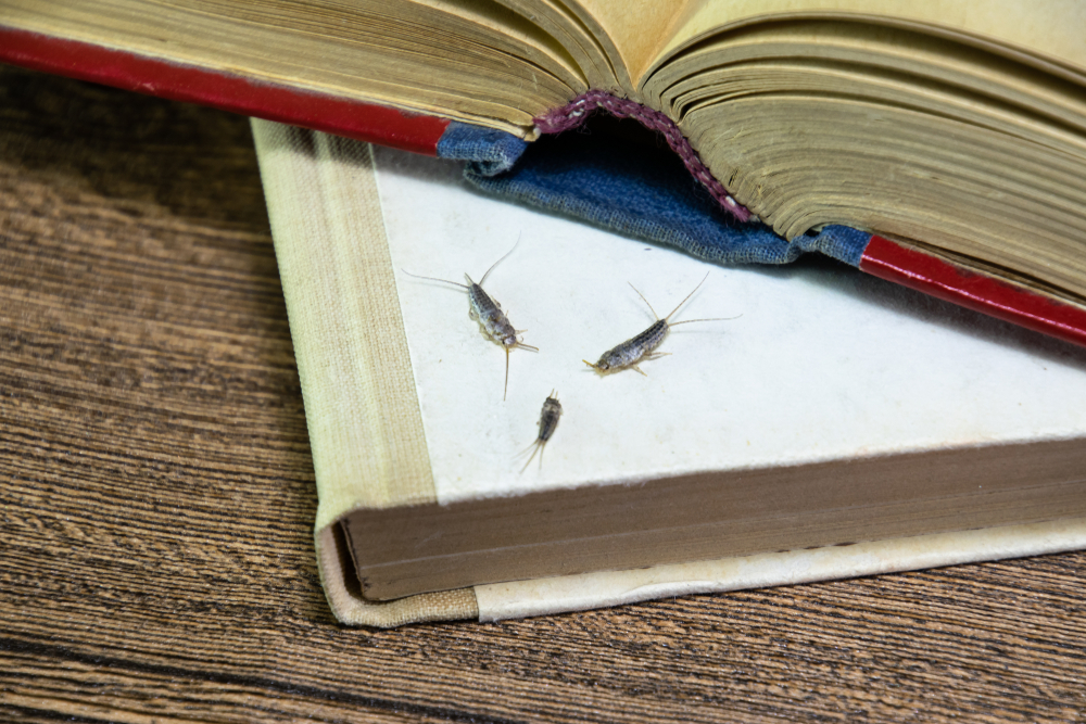 Silberfische Können sie aus dem Abfluss kommen?