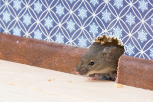 Mäuse In Der Wohnung Mietrecht