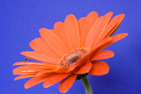 gerbera-im-topf-verblueht