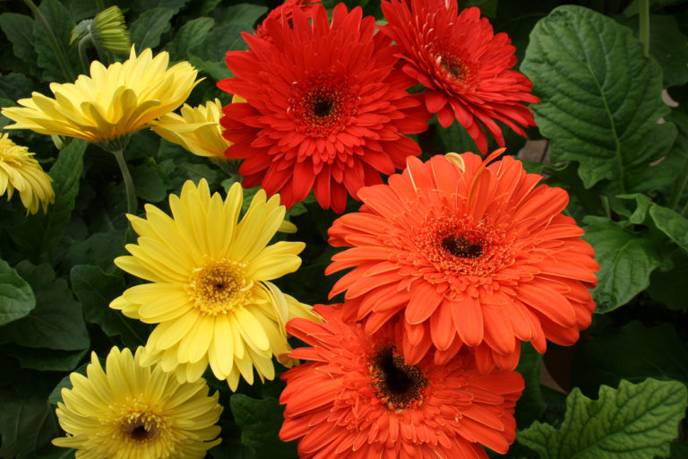 Gerbera im Garten pflanzen Unter diesen Bedingungen ist