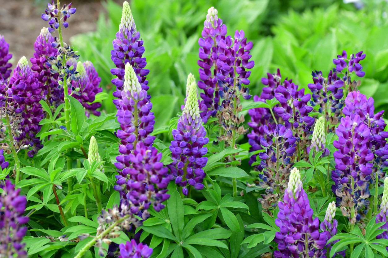 Lupine Mit diesen Ratschlägen gelingt Ihnen der Anbau