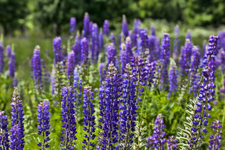 Lupine Wann beginnt und endet die Blütezeit bei dieser Pflanze?