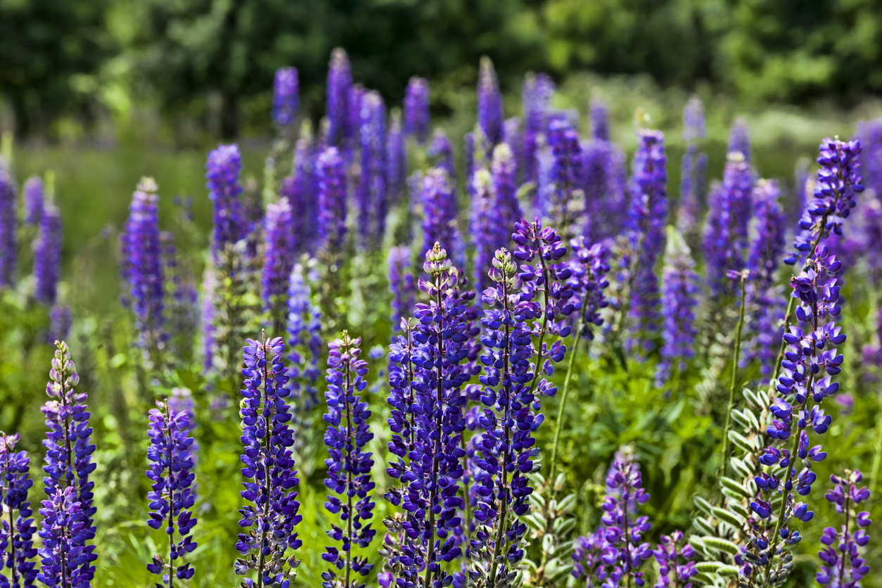 Lupine Wann beginnt und endet die Blütezeit bei dieser Pflanze?
