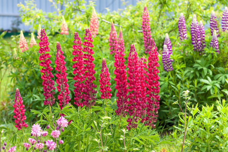 Lupine Wann beginnt und endet die Blütezeit bei dieser Pflanze?
