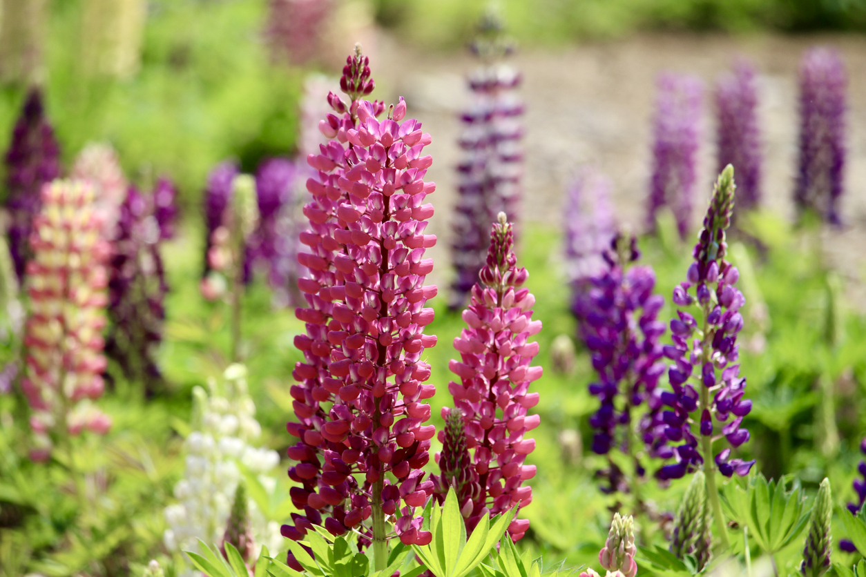 Lupine An diesem Standort fühlt sie sich besonders wohl