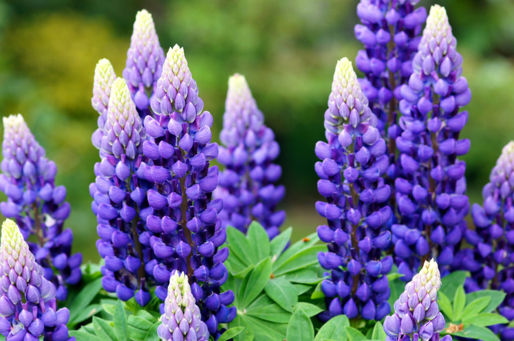 Lupine Wann beginnt und endet die Blütezeit bei dieser Pflanze?