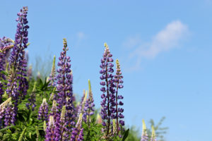 Lupine Wann beginnt und endet die Blütezeit bei dieser Pflanze?