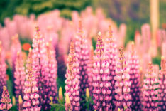Lupine Wann beginnt und endet die Blütezeit bei dieser Pflanze?