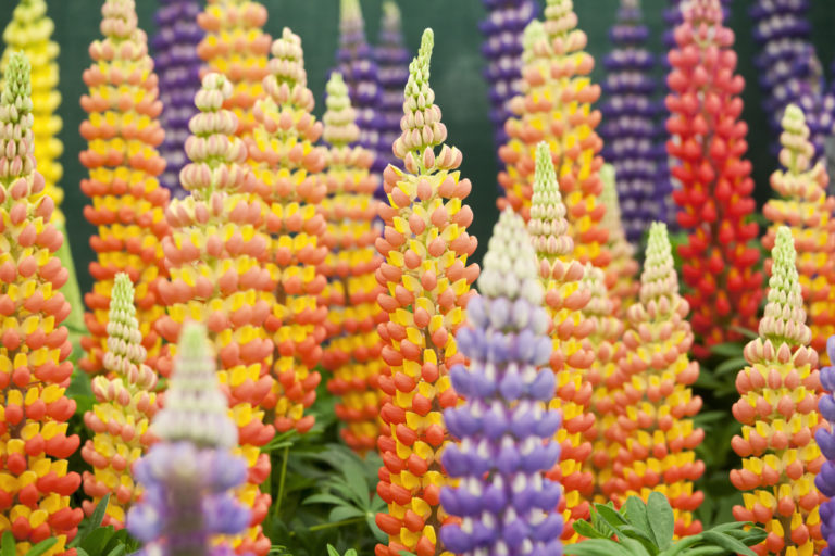 Lupine Wann beginnt und endet die Blütezeit bei dieser Pflanze?