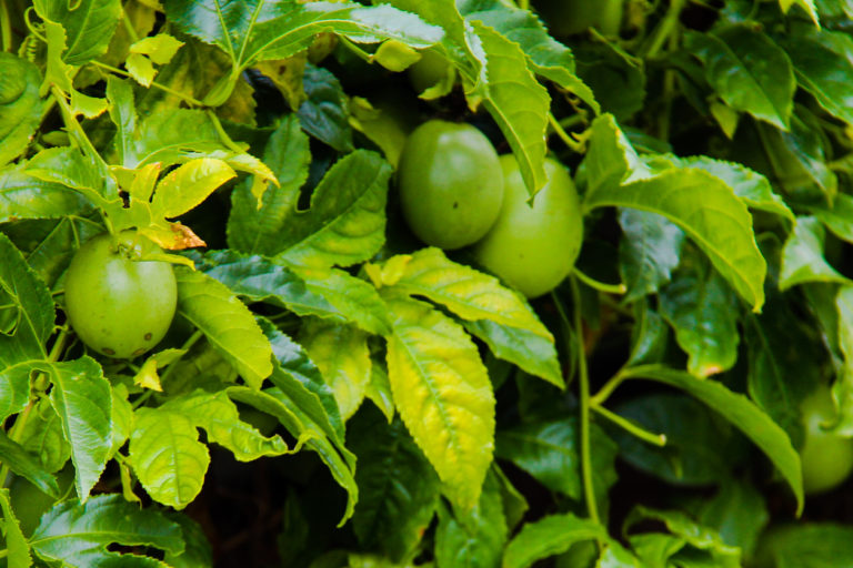 Fackellilie blüht nicht - Diese Ursachen kommen infrage