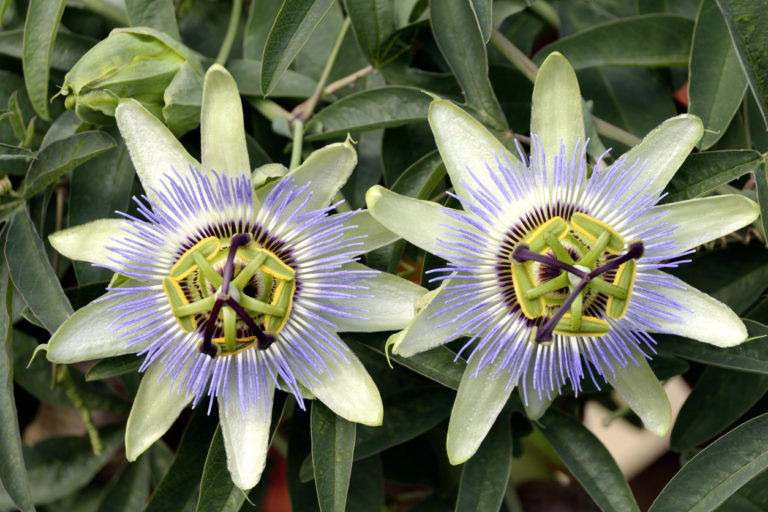 Passionsblume überwintern Kann der Rückschnitt helfen?
