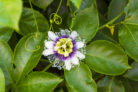 Passionsblume kletterpflanze - Die ausgezeichnetesten Passionsblume kletterpflanze auf einen Blick