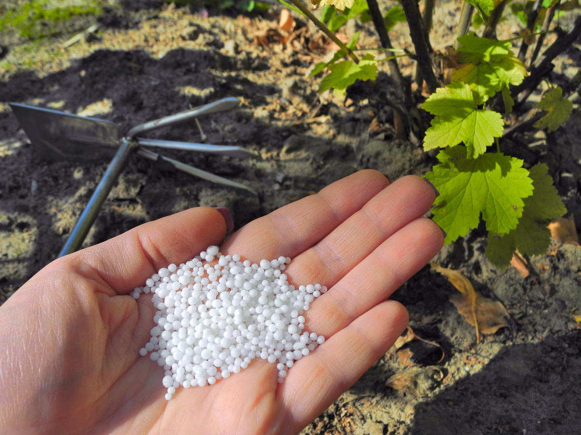 Johannisbeeren düngen So machen Sie es richtig