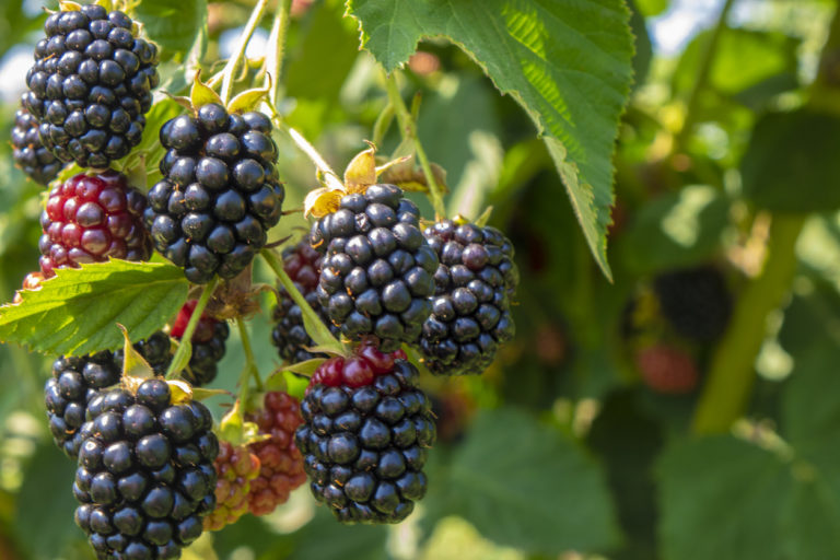 Brombeeren ohne Dornen Diese Sorten gibt es