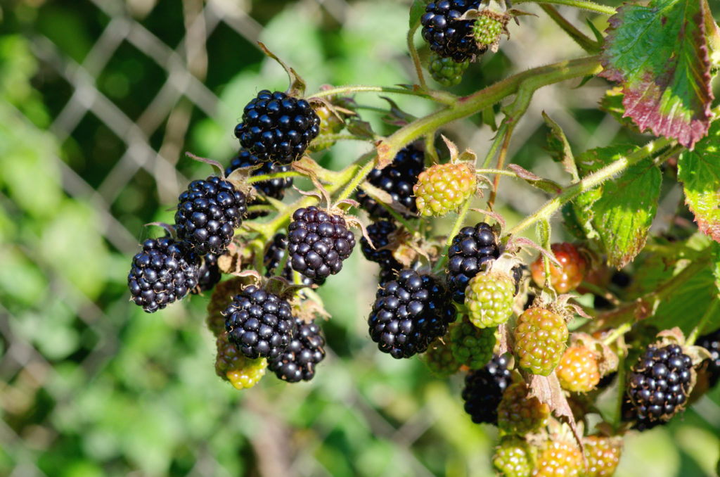 Brombeeren ohne Dornen Diese Sorten gibt es