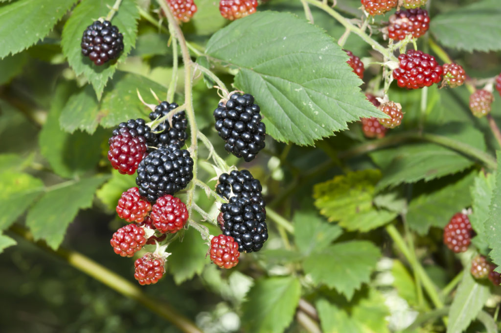 Brombeeren entfernen - Die besten Tipps