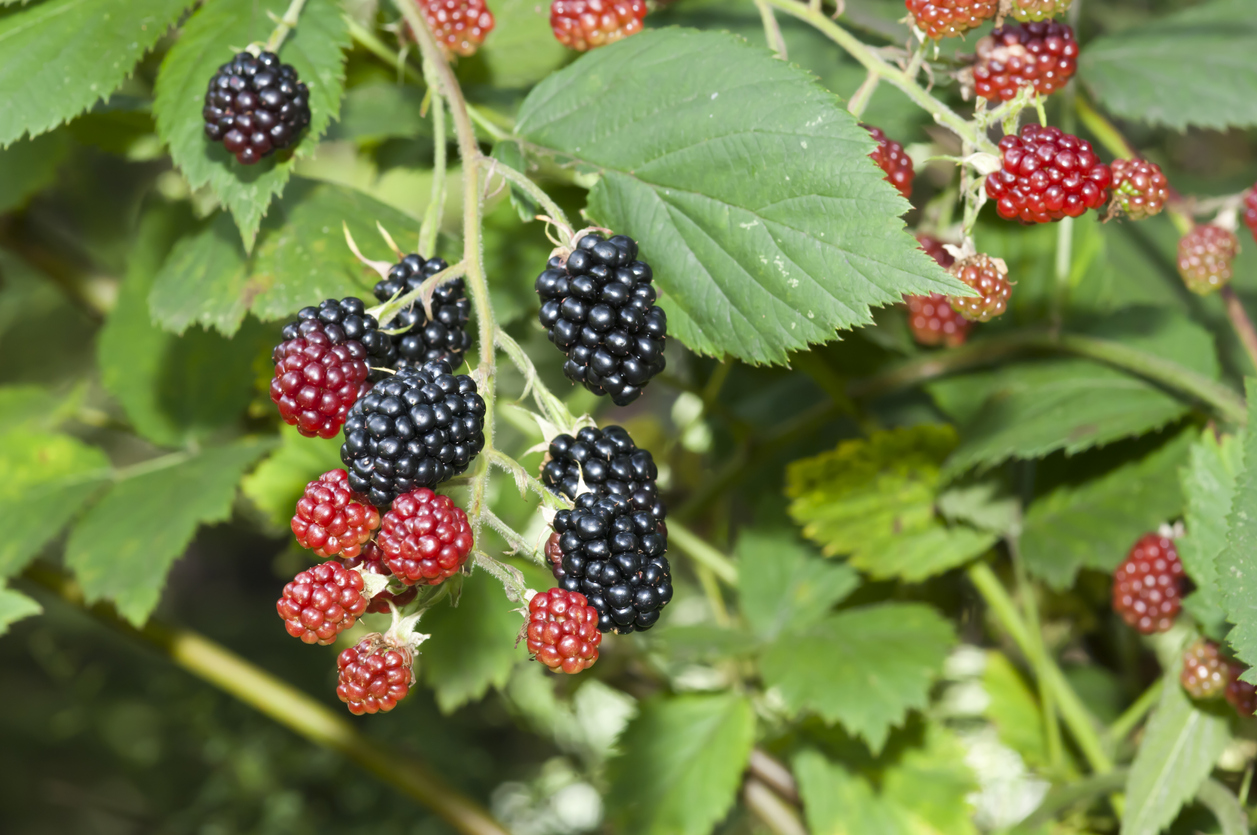 Brombeeren ohne Dornen Diese Sorten gibt es