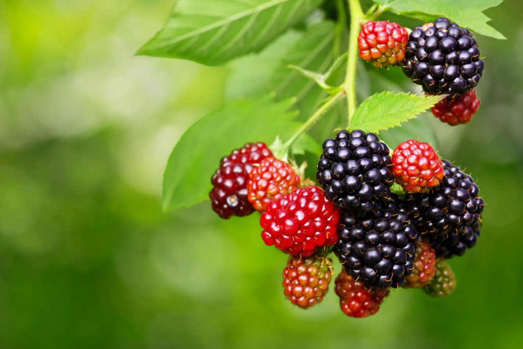 Brombeeren ohne Dornen Diese Sorten gibt es