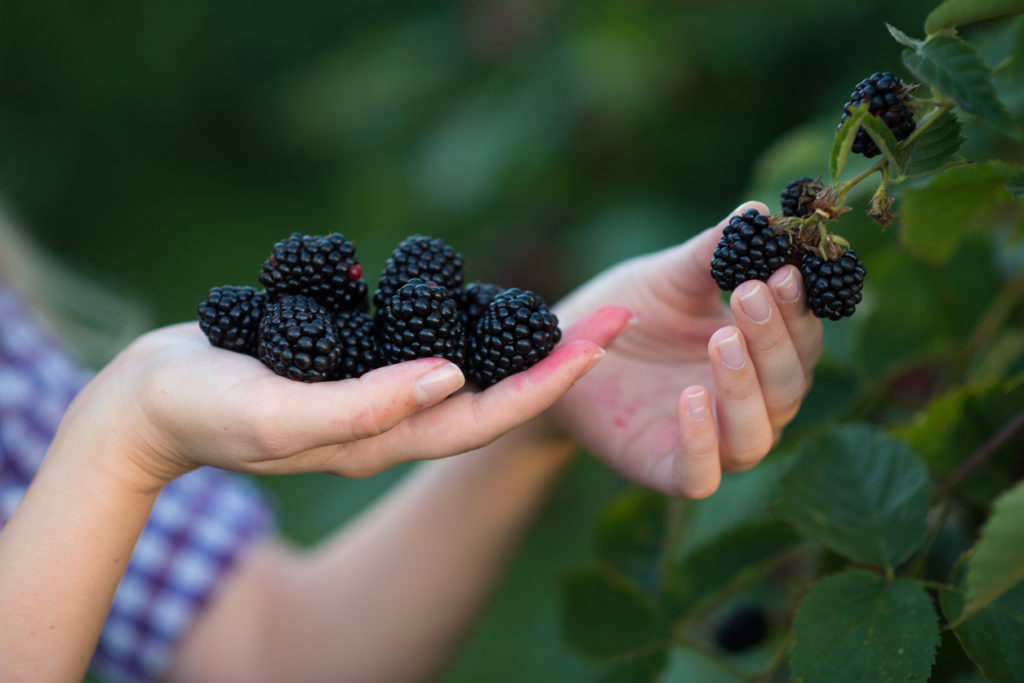 32+ Kann Man Im Herbst Brombeeren Pflanzen, Im milderen klima ist
