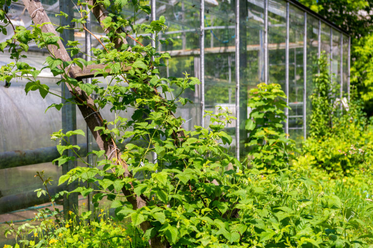 Ein Spalier für Ihre Brombeeren Heimwerken