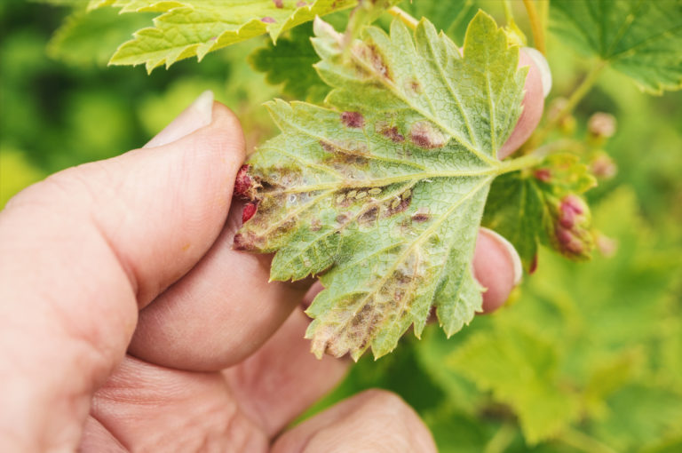 Johannisbeeren Krankheiten Tipps zur Vorbeugung