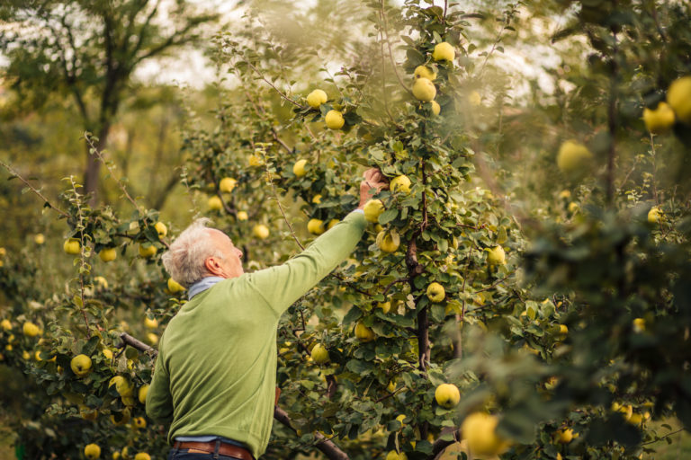 Die Größe vom Quittenbaum Wie hoch wird der Obstbaum?