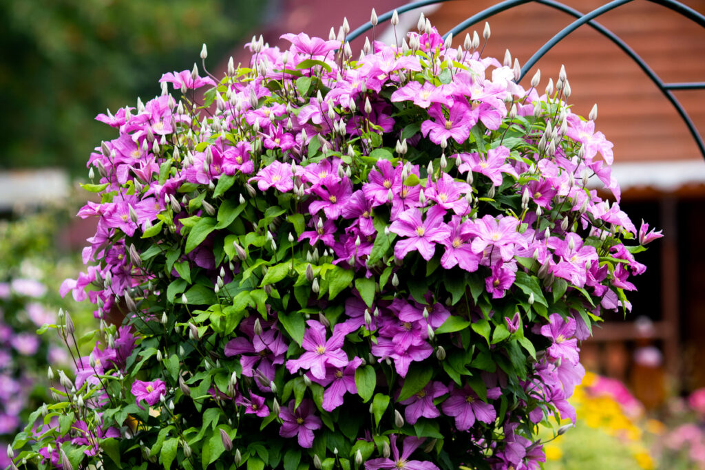 Clematis auf dem Balkon Geht das?