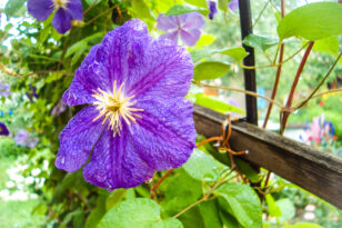 Clematis für den Schatten Diese Sorten sind