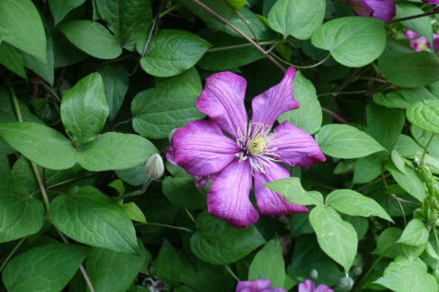 clematis-blaetter