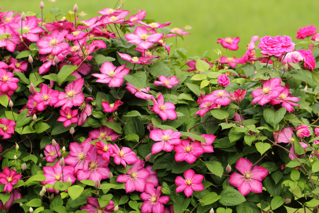 Pflanzzeit der Clematis Wann ist der beste Zeitpunkt?